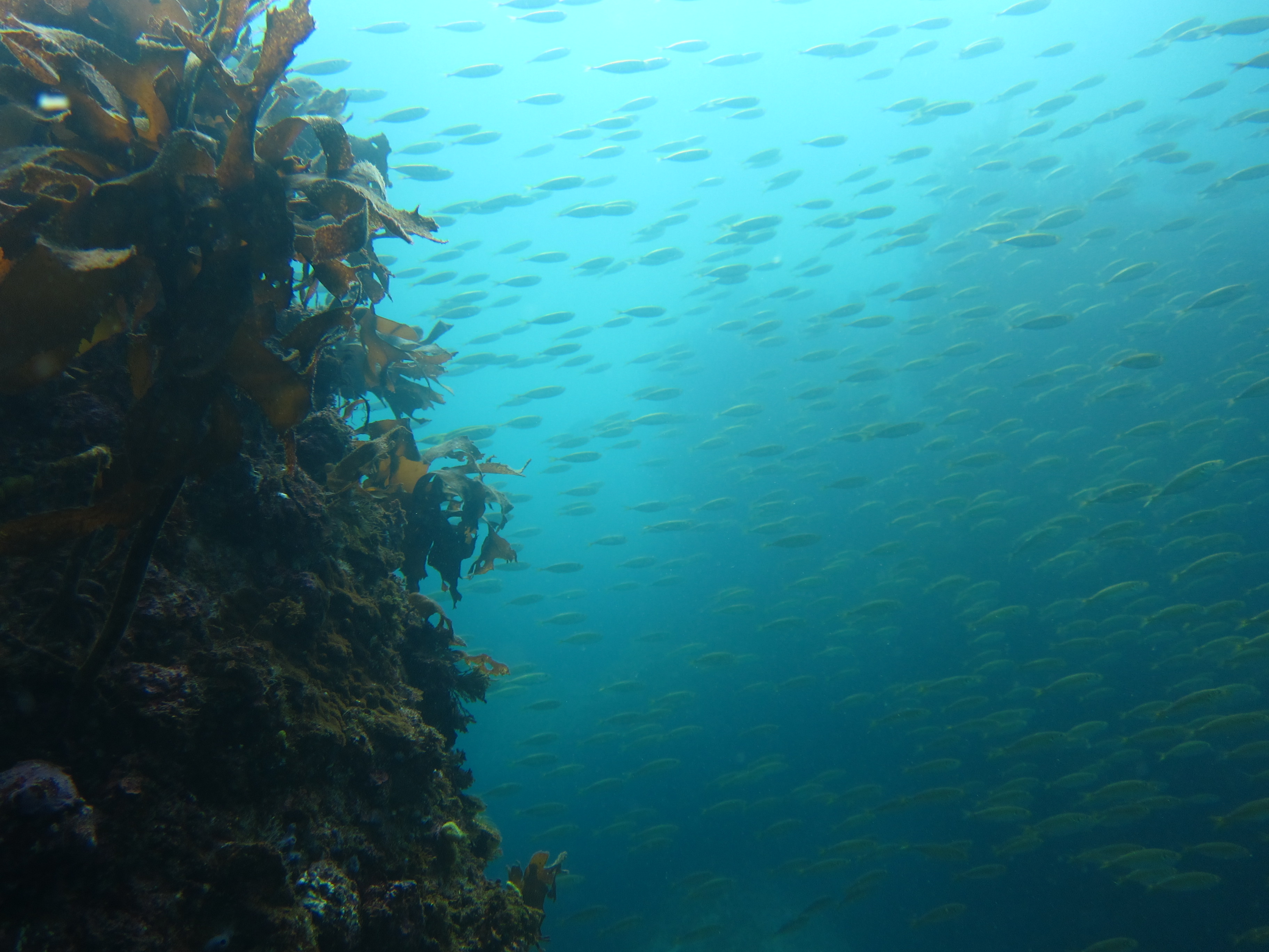 Jeju Island fieldwork in 2012 (South Korea), with fish and algae in the scenery.